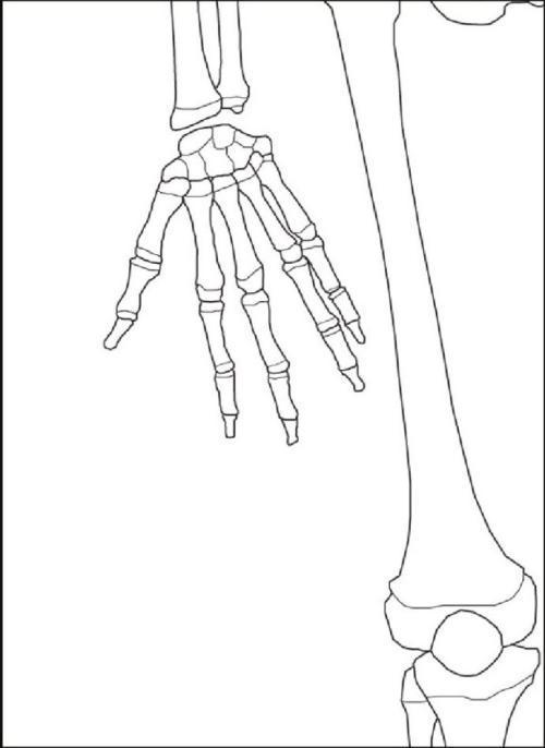画人的骨头简笔画骨头人简笔画步骤如何画骨骼简笔画图片教程人体骨骼