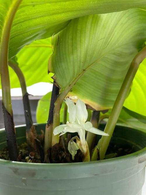 开花98的青苹果竹芋_家装_花艺_家居_家居装饰_家居