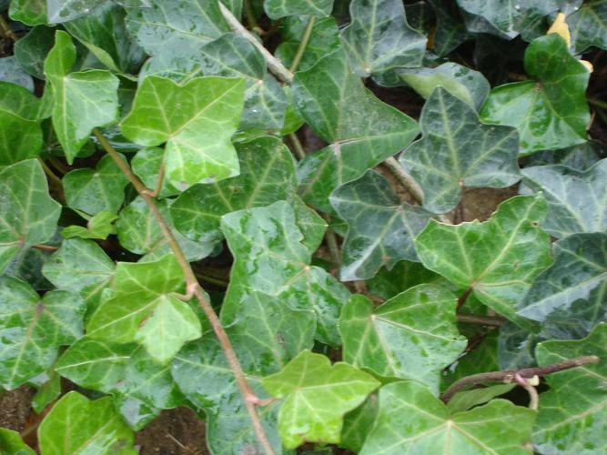 供应常春藤 常青藤图片 常春藤价格 基地直销