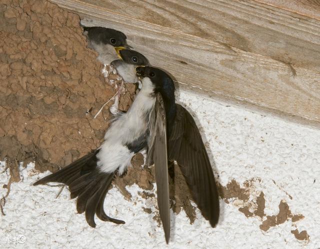 为什么人都喜欢燕子不去伤害它?