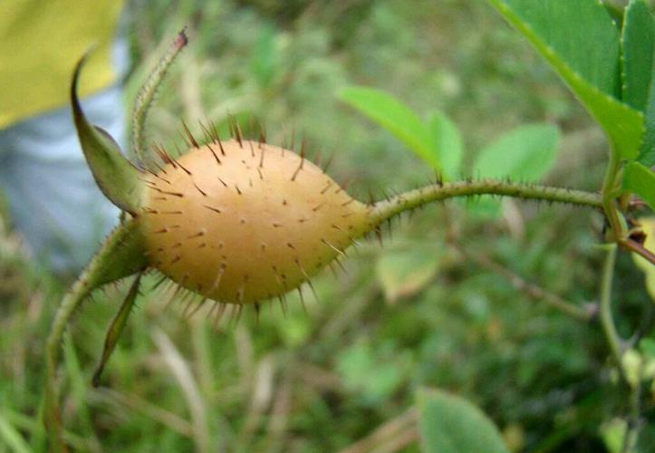野蔷薇的果实