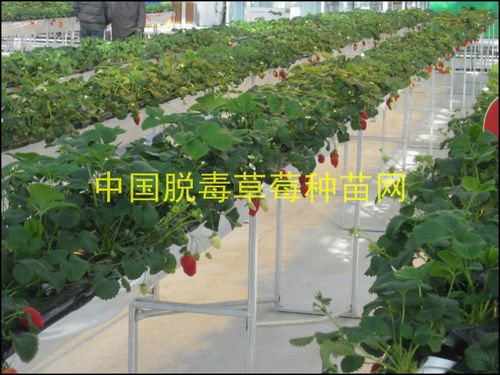 脱毒草莓园-|安徽脱毒草莓,脱毒草莓种苗,安徽草莓