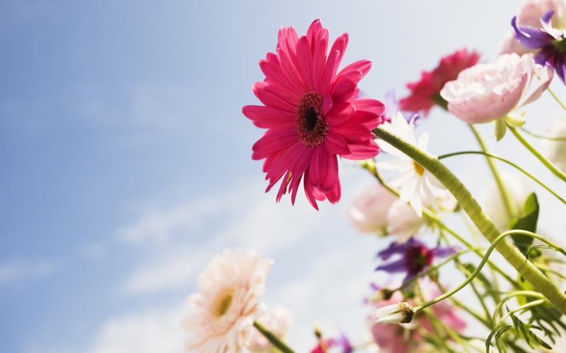 小清新花朵壁纸桌面