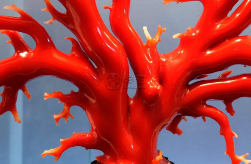 红珊瑚用火烧鉴别真假红珊瑚怎么鉴别