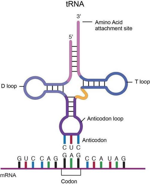 从密码子到氨基酸必须借助于"转运rna",有64个三联密码子,就有64种