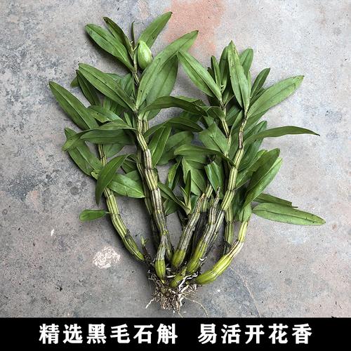 云南翅萼石斛种苗黑毛石斛霍山铁皮赤金钗鼓槌天宫米兰室内外盆栽