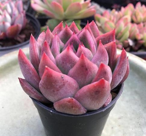 五种冬云系多肉,好看就好养,长出来的状态美极了,值得拥有!