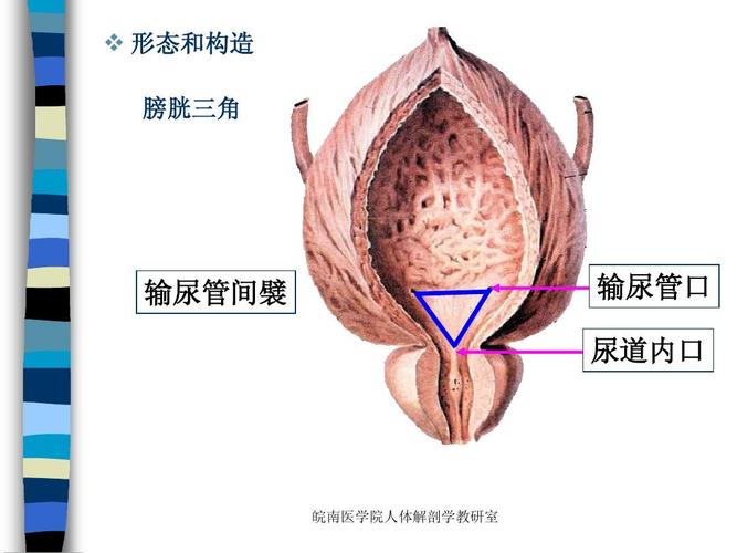 膀胱三角 输尿管间襞 输尿管口 尿道内口 皖南医学院人体解剖学教研室