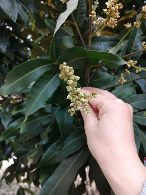 龙眼花
