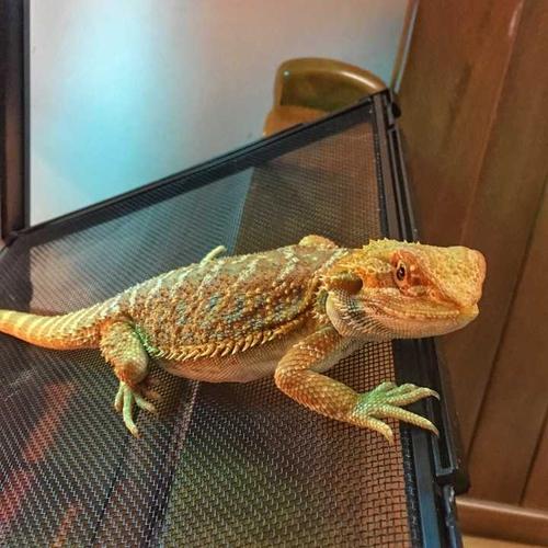 养蜥蜴是一种什么样的体验?