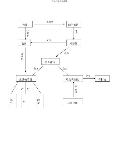 光合作用思维导图.docx 1页