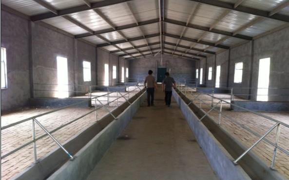 发酵床养羊蹄子烂不?