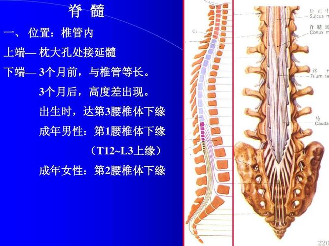 外形及灰质核团-神经解剖学讲稿  神经系统解剖 脊 髓 一, 位置:椎管