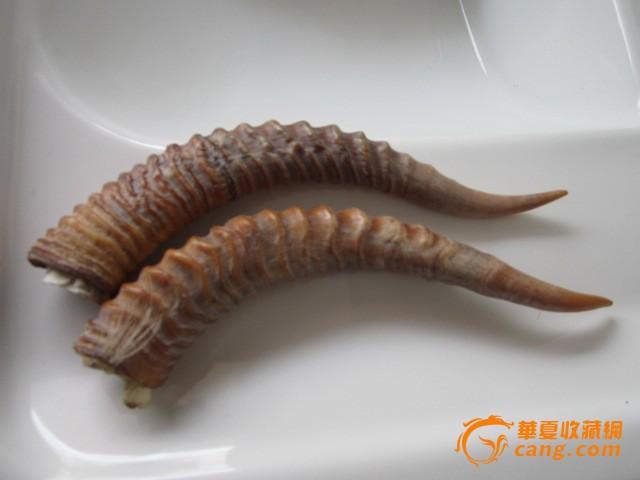 纯正老藏辚羊角一对