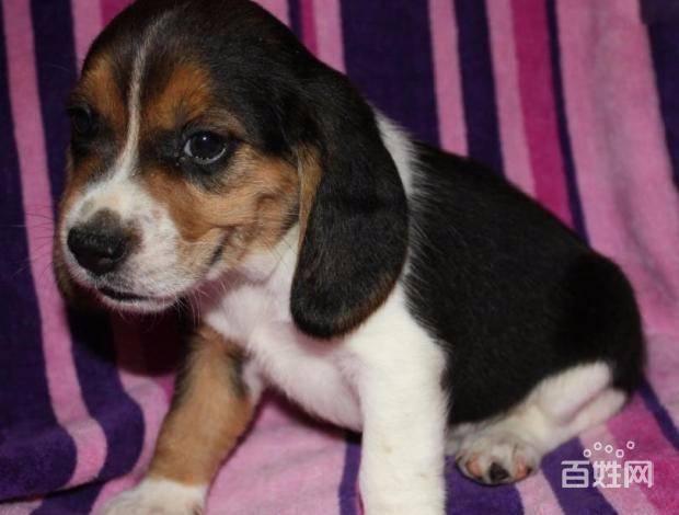 北京哪里卖纯种比格幼犬 比格犬好养吗 高品质比格犬