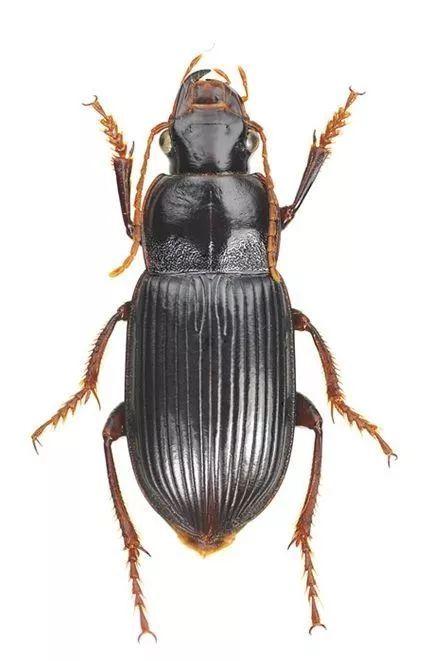 宠物 正文  so,中华婪步甲隶属昆虫纲,鞘翅目,步甲科,婪步甲属.