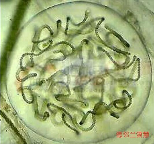 3,念珠藻 异形胞间生,长成串.