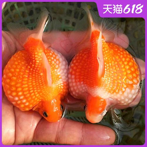 观赏鱼精品鼠头珍珠金鱼苗活体皮球花寿水泡皇冠玉兔包活红白珠子