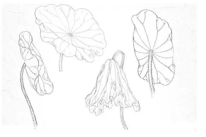 工笔画零基础教程:适合零基础学习的荷花工笔画步骤图解,收藏