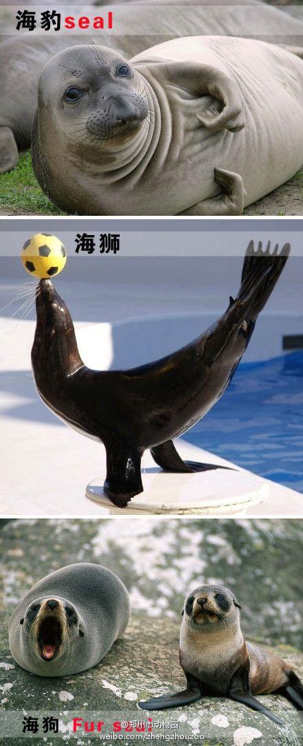 海豹,海狮,海狗的区别#海豹:后肢向后伸,不能前弯,所以无法在陆地直