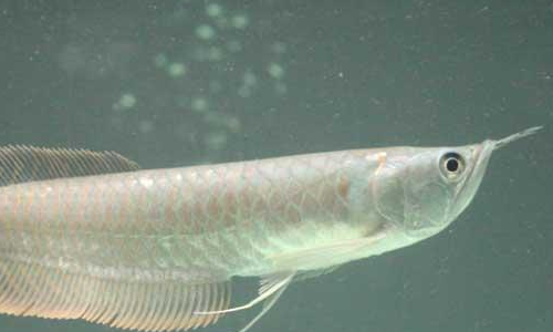 银龙鱼价格多少钱一斤?银龙鱼介绍