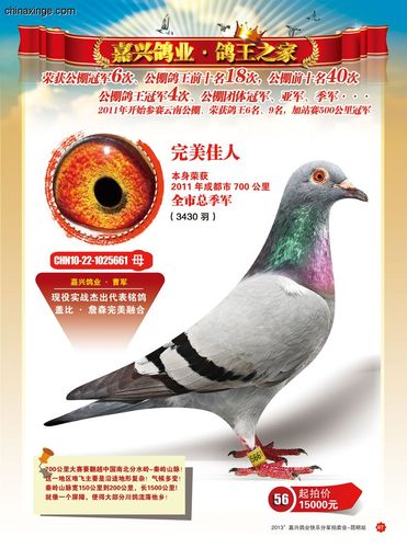 嘉兴鸽业《分享成功ii》昆明拍卖会(二)