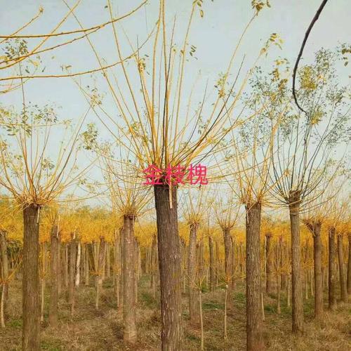 金枝槐 高杆金枝槐 金枝槐价格 金枝槐基地 供应金枝槐