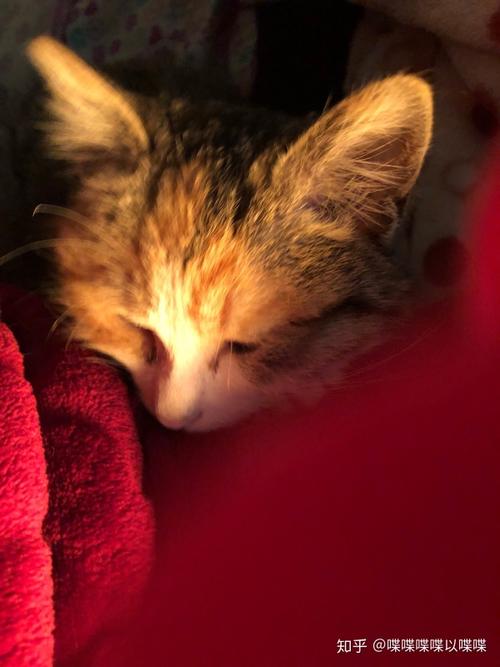 土匪猫要翻天啦!