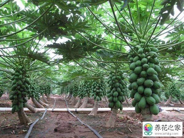 木瓜树什么时间修剪好怎么修剪