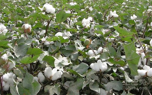 新闻 装修行业 家装行业  怎么样,通过今天小编为大家对棉花这种植物