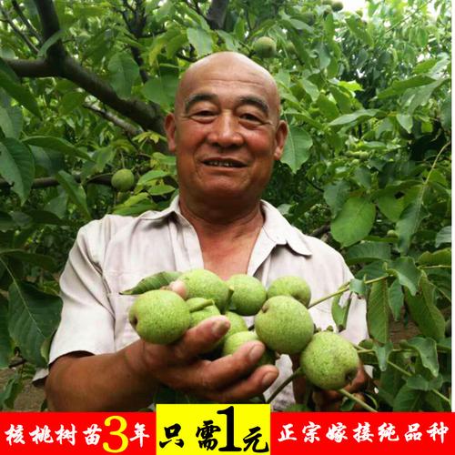 果树苗核桃树苗庭院阳台地栽8518嫁接核桃苗 当年结果南北方种植