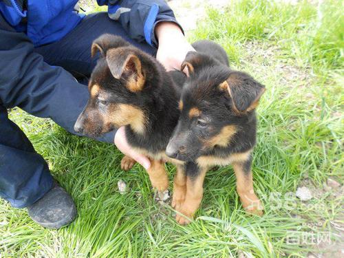 昆明犬幼犬出售