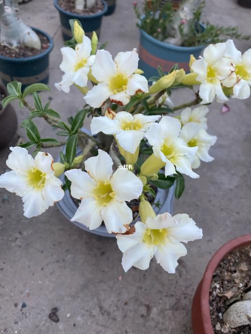 沙漠玫瑰_沙漠_流金岁月_碧螺春_沙漠玫瑰_家居家装_家居装饰_花艺