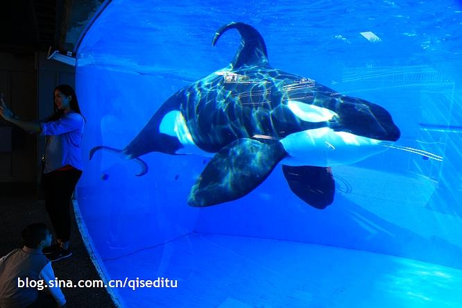 天气好到爆,各种海洋动物秀简直太厉害,我最喜欢的是虎鲸表演
