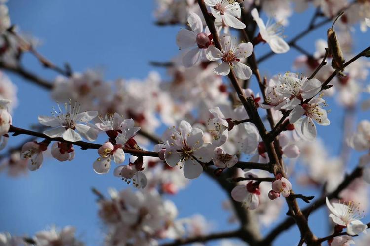 河北平泉山杏花开山杏产业生机勃发商机无限