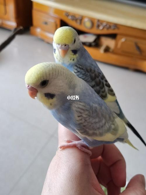 虎皮鹦鹉 虎皮中的贵族色_鹦鹉_宠物_宠物其他