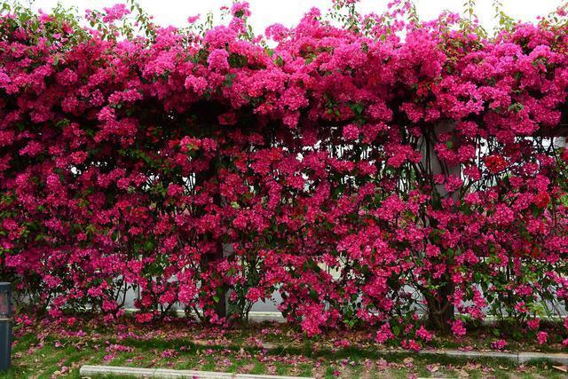 今天我们介绍的是一种爬藤类的花卉——三角梅.