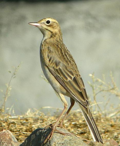 田鹨俄罗斯亚种