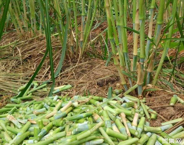 新型皇竹草之大田种植技术