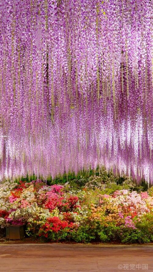 紫藤花比樱花更迷人