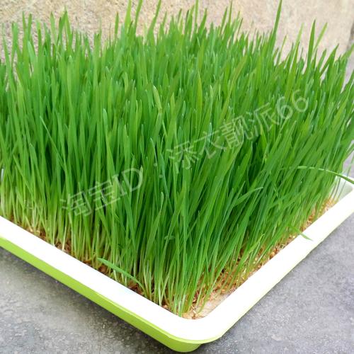 有机小麦苗种子农家小麦草种子猫草麦粒小麦种子水培榨汁做麦芽糖