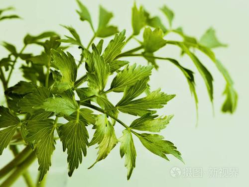 独活草的叶子