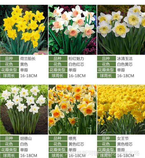 荷兰进口洋水仙种球 重瓣水仙花种球盆栽 冬季花卉盆栽多年生种球