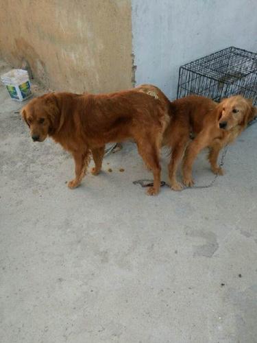 枫叶红金毛公出售