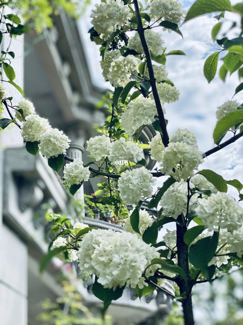 中华木绣球之麻球_别墅_蕾丝_家居家装_家居装饰