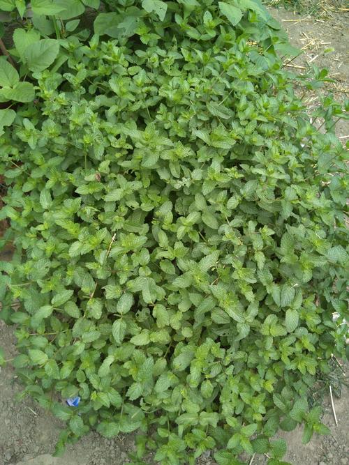 老家的十香菜真香