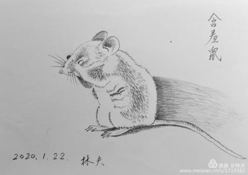 鼠与猫素描画