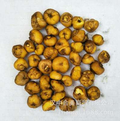 产地批发汉中中药材鲜元胡 农民种植新元胡 延索胡 玄胡 活元胡