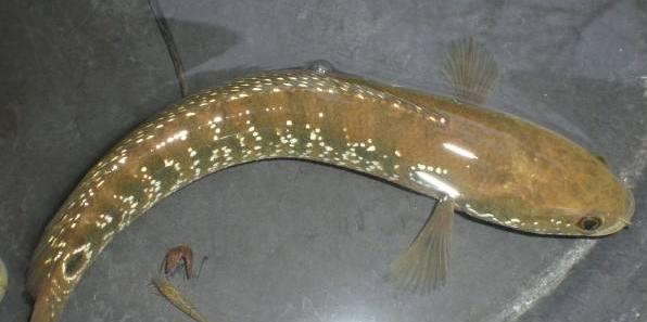 老家钓上的称星鱼