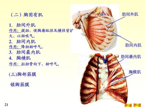 肋间外肌 2.肋间内肌 作用:降肋助呼气. 肋间内肌 肋间最内肌